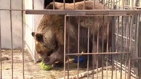 Walka o zwierzęta w Korabiewicach