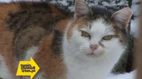 Piwnica czy domek dla kota?