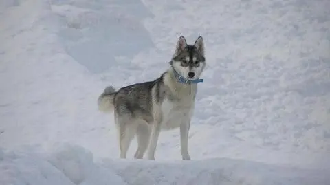 Myśliwy zastrzelił psa rasy husky