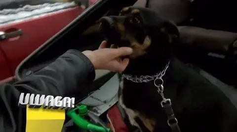Mandat za pomoc zwierzęciu