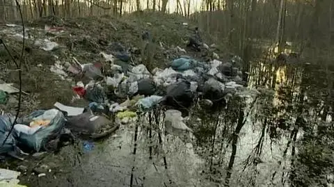 Polskie lasy w rozkładzie