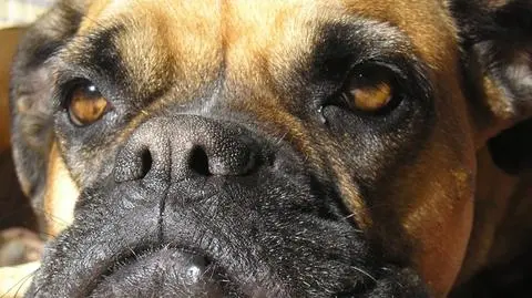 Zwierzęta też mają swoje prawa!
