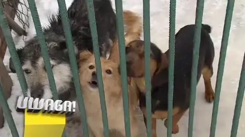 Urzędnicy chcieli karać ludzi pomagających bezdomnym zwierzętom