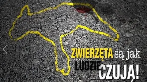 Nowe przepisy dotyczące traktowania zwierząt