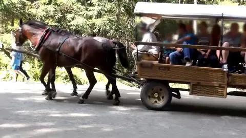 Konie z Morskiego Oka. Czy hybrydy pomogą koniom?
