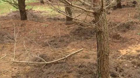 Rozkochiwał i zabijał. Historia „Krwawego tulipana” z Kołobrzegu
