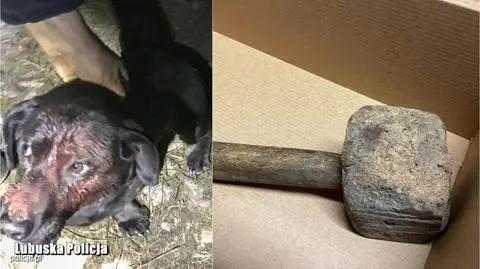 Trzciel. Mężczyzna uderzył psa młotkiem, a potem zakopał go żywcem