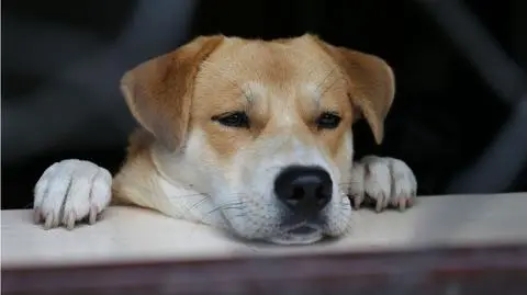 Psy Bożeny Wahl do adopcji