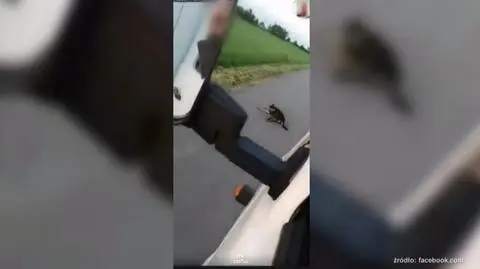 Rafał B. został skazany za przejechanie psa. Surowy wyrok