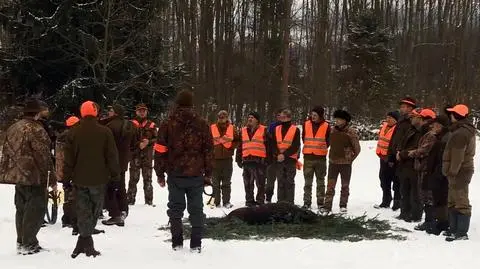 Uwaga! Polowanie. Dlaczego myśliwi strzelają do dzików?