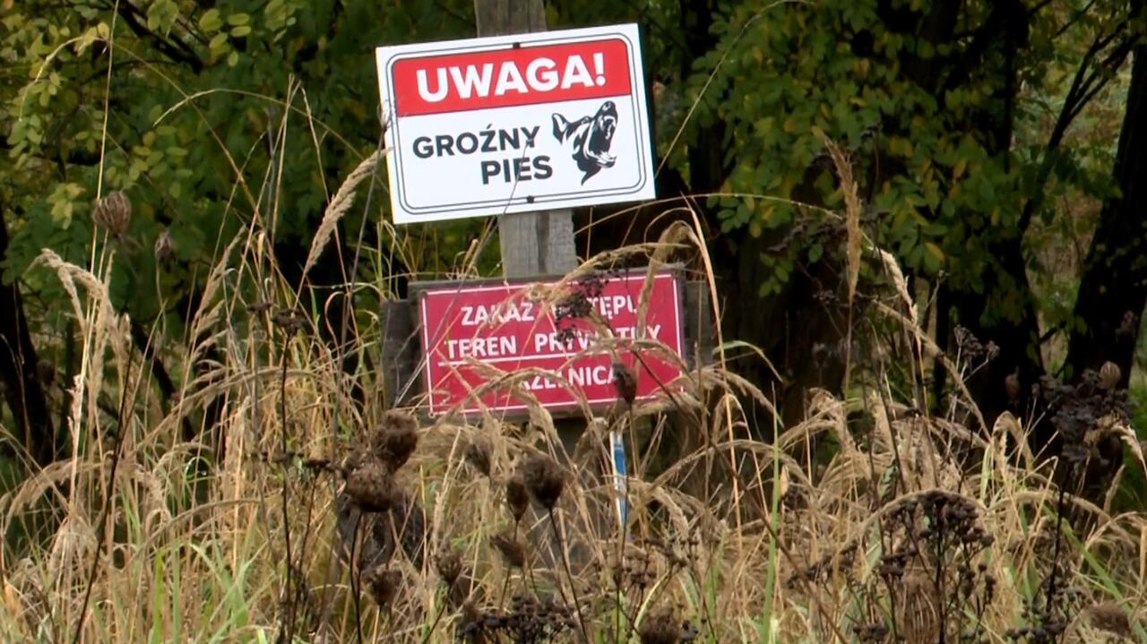 Tragedia pod Zieloną Górą. Nie żyje mężczyzna pogryziony przez psy