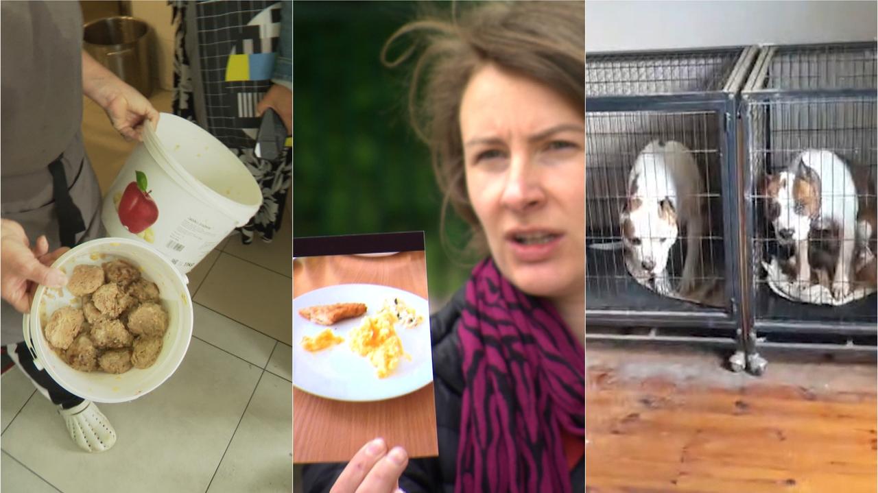 Co jedzą dzieci w szkolnych stołówkach i dzicy lokatorzy [PODSUMOWANIE TYGODNIA]