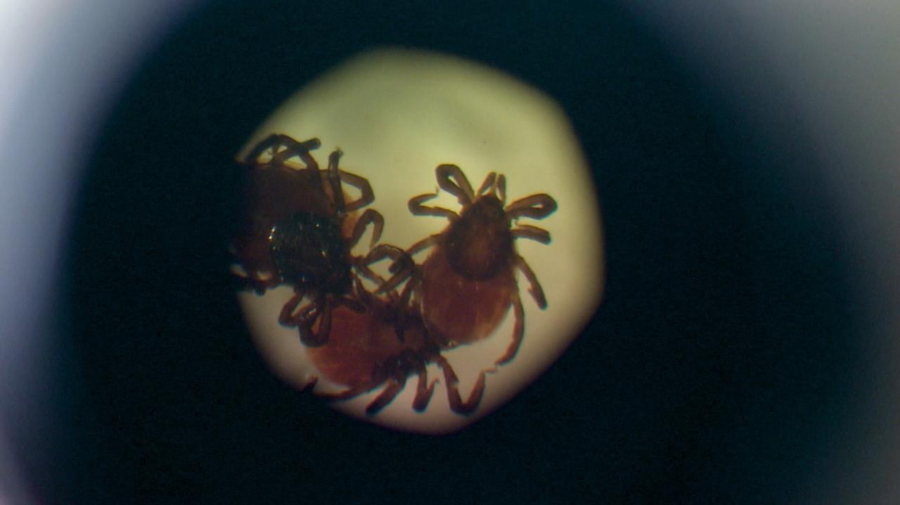 Jak zarabia się na strachu przed kleszczami i boreliozą? „Leczenie z czegoś, czego się nie ma”