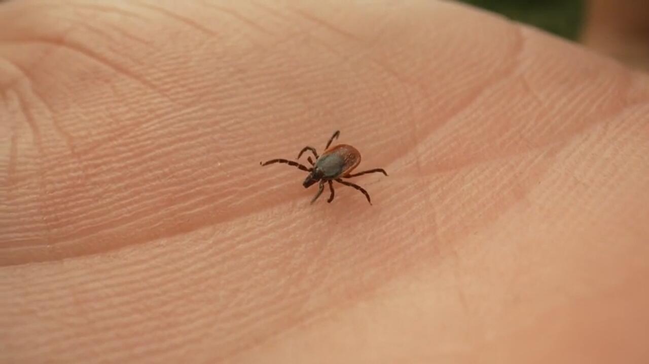 Jak zarabia się na strachu przed kleszczami i boreliozą?