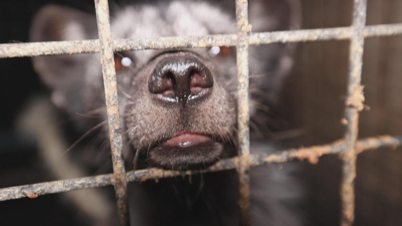 Co dalej z hodowlą zwierząt futerkowych? "Tego nie powinno być w cywilizowanym państwie"