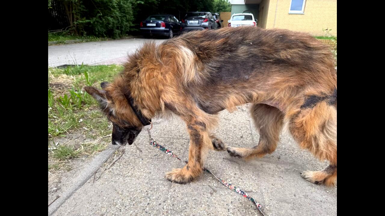 Alarmujące zgłoszenie o zaniedbanych psach. Właściciel okazał się weterynarzem. Co się wydarzyło?