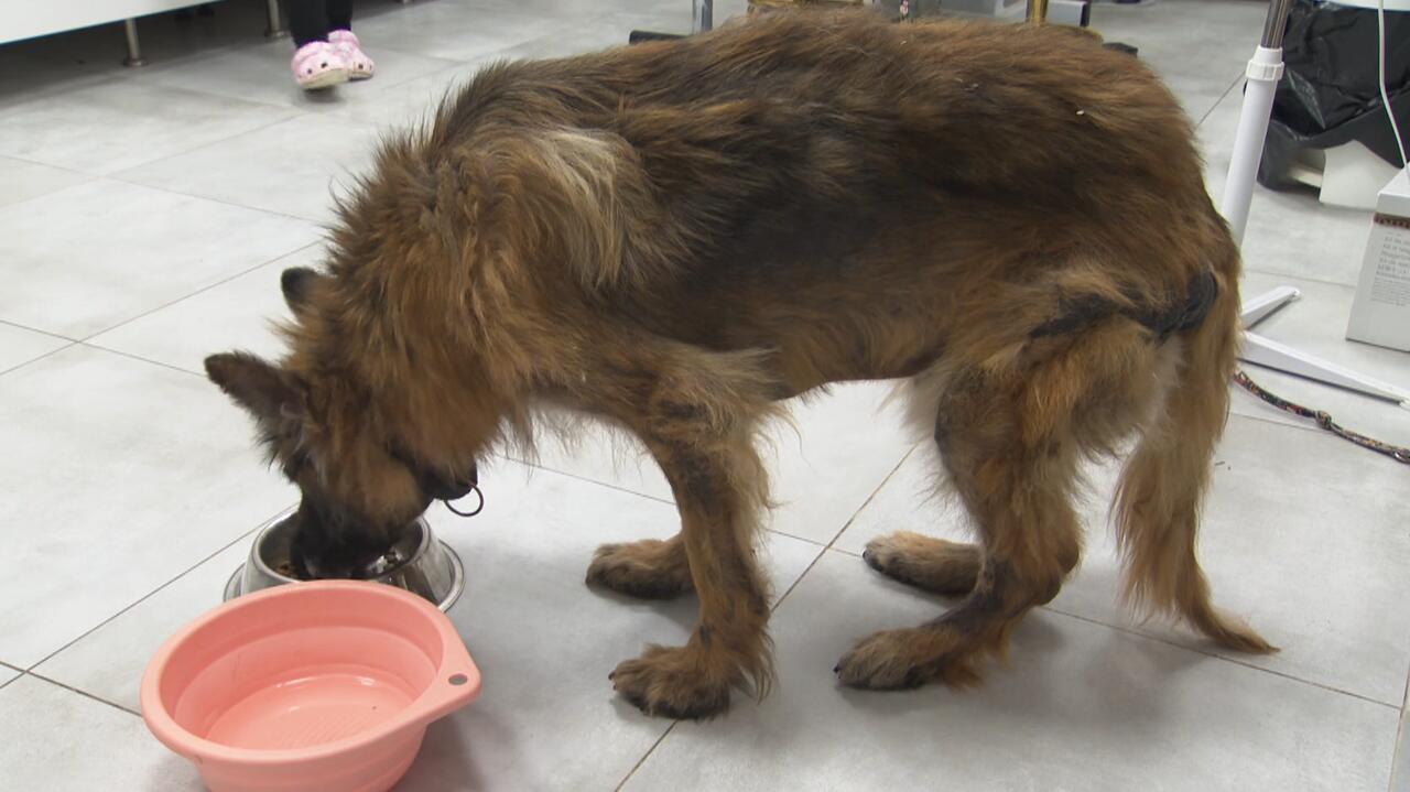 Zaniedbane, głodne, chore psy, których właścicielem okazał się... weterynarz