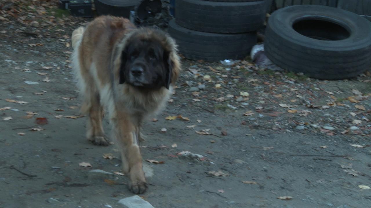 Dwa ogromne psy rzuciły się w pogoń za 14-latkiem. Ten skoczył do potoku. „To nie jest agresywna rasa”