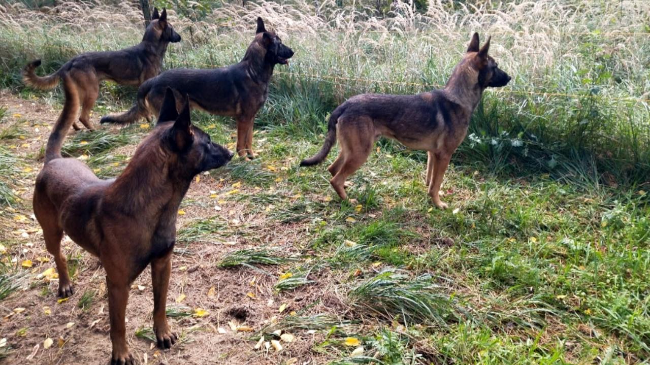 Ojciec mężczyzny zagryzionego przez psy: Syn telefonował jeszcze po ratunek