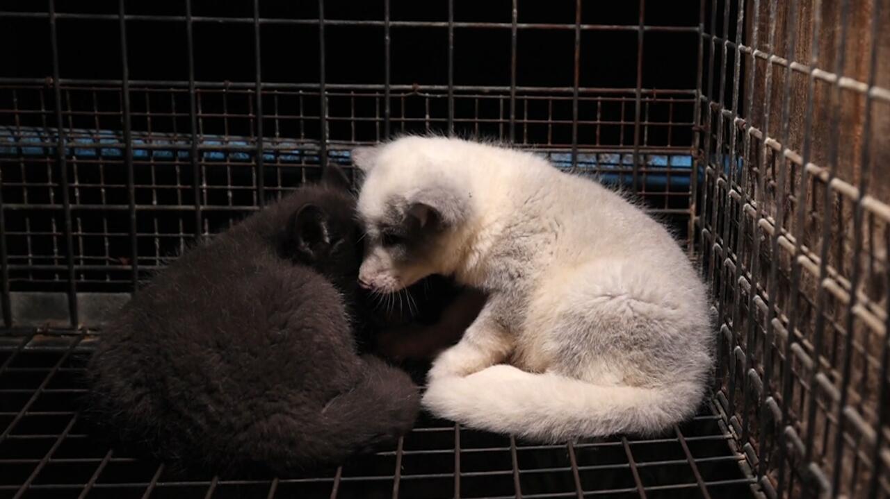 "Mamy wąską grupę, która na tym zarabia i zwierzęta, które płacą bardzo wysoką cenę"