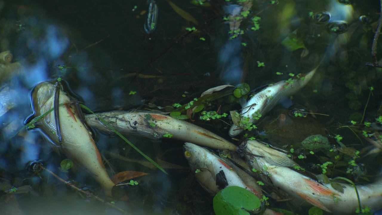 Katastrofa ekologiczna na Wkrze. „Czegoś takiego nie było nigdy”