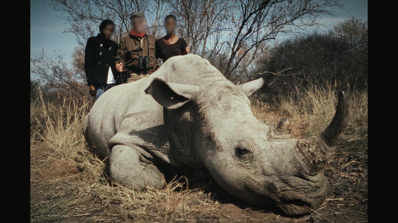 Polacy polowali w Afryce na nosorożce. Teraz tłumaczą się przed polskim sądem. Kto na tym zarabiał?