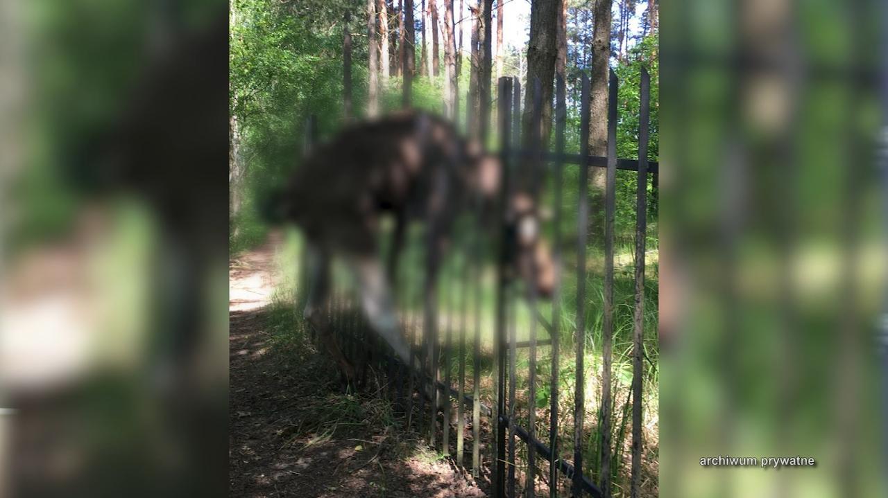 Ogrodzenia jak pułapki. „Łoś konał w męczarniach”