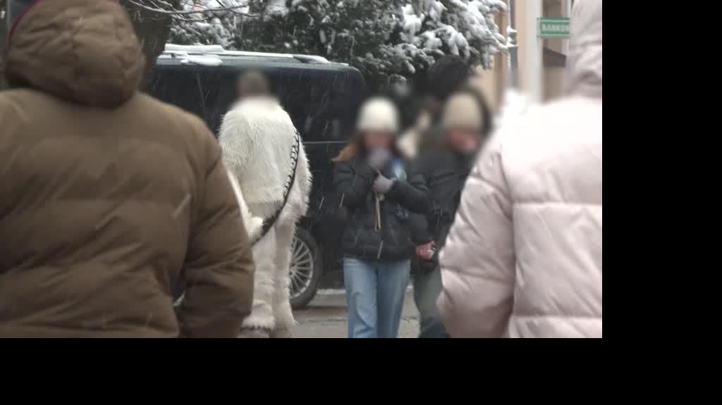 Pazerny miś z Zakopanego?