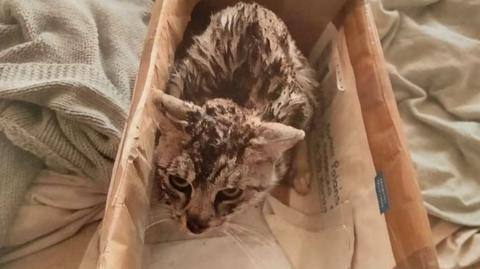 Miał wyrzucić psa przez balkon i zamknąć kota w nagrzanym piekarniku. Usłyszał szereg zarzutów