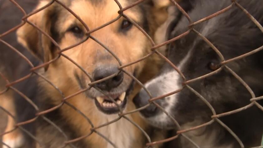 Korabiewice koniec dramatu zwierząt! UWAGA!