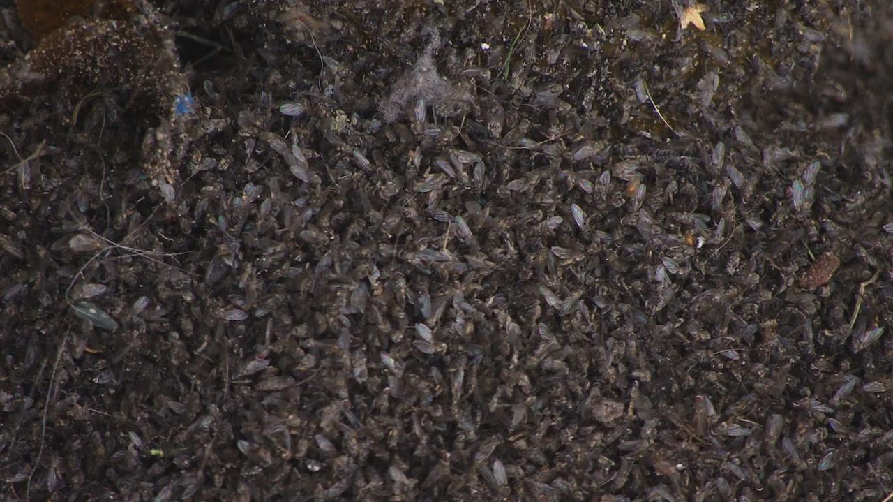 Pakszynek. Plaga much w domach mieszkańców UWAGA!